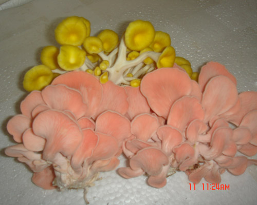 榆黄蘑（黄金菇）