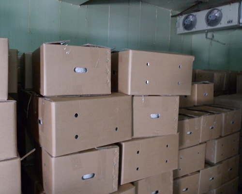 出口型平菇、杏鲍菇菌包包装，长45