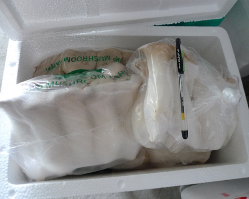 出口精品杏鲍菇